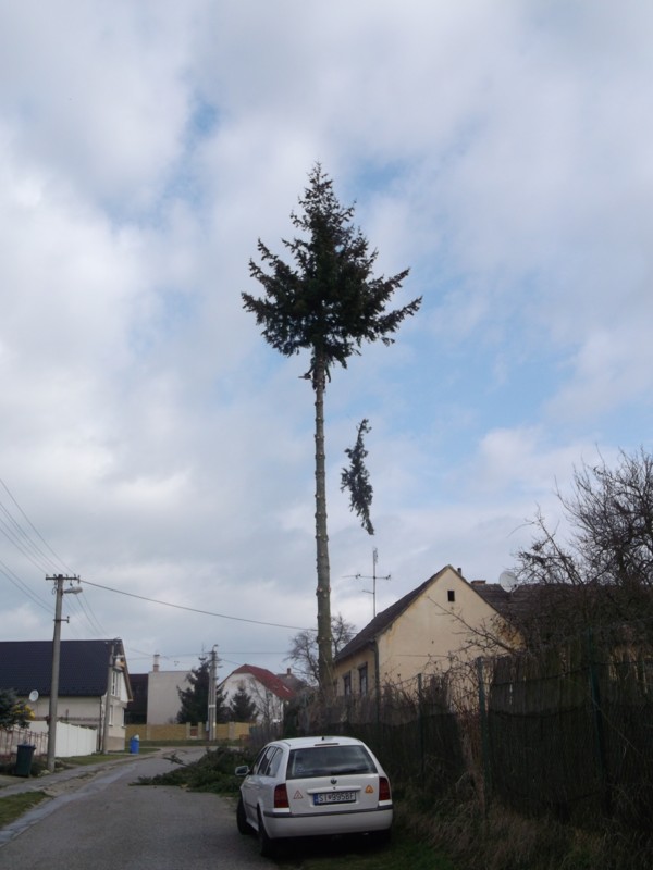 Výrub stromu na ulici Agnelliho… 2